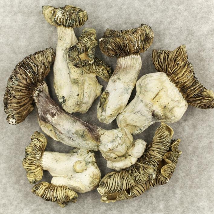 Buy White Burma - Image 2