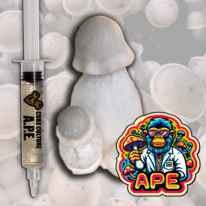 Albino Penis Envy Liquid Culture (APE)
