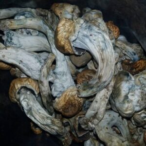 Buy Albino Penis Envy Shrooms
