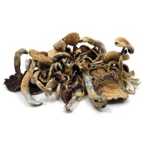 Buy Golden Teacher Magic truffles Colorado