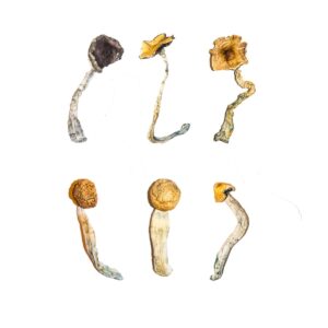 Magic Mushroom Sampler Kit