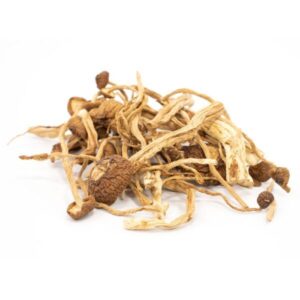 Buy Mexican Magic Mushroom Online
