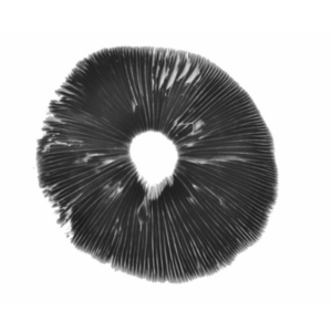 PES Amazonian psilocybe cubensis spore print