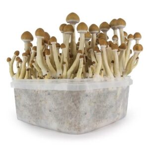 Buy Stealthbox B+ (2) Grow Kit