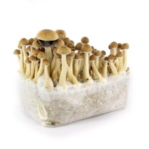 Buy Stealthbox Cambodia (1) Shrooms