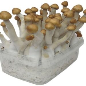 Buy Stealthbox Mazapatec (3) Shrooms