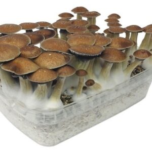 Buy Stealthbox McKennaii (7) Shrooms